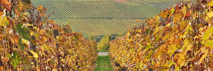 Weinberge im Herbst