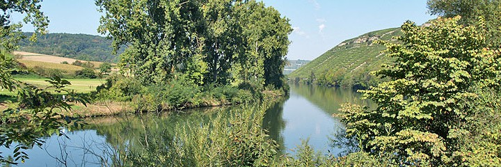 Neckar bei den Felseng�rten